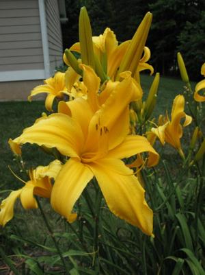 STRUTTING IN STELETTOS (Davisson-J 2015)